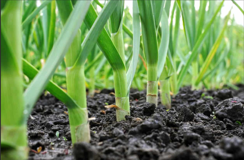 Garlic a fall crop