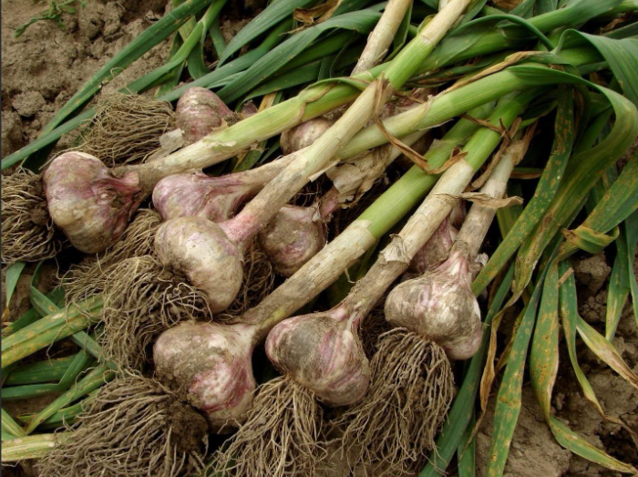 plant garlic in fall